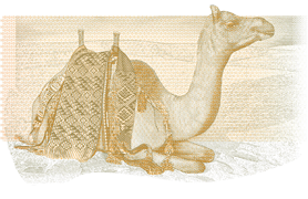 Vignette of a Seated Camel Dressed in Sadu Saddle