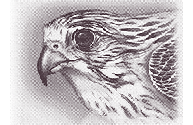 Vignette of a Falcon