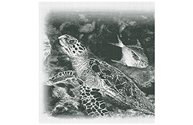 Vignette of a Hawksbill Sea Turtle
